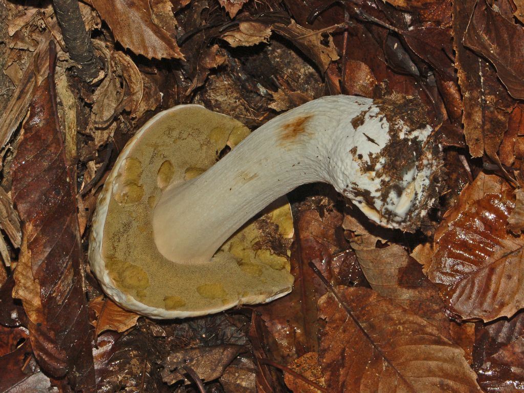 Un porcino pallido pallido ...